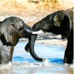 elephants in water